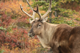THE BIGGER HUNTING IN NORTH AMERICA