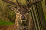 Deer Hunting in Season how to do it ..