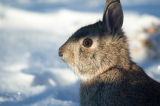 Hunting in Winter: Birds, Rabbits and Squirrels