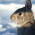 Methods to Hunt Rabbits Without Dogs