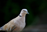 Small Game Hunt with a air rifle, Rabbits, Doves or Squirrels