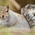 Tips for practicing small game shooting with an air rifle in Nebraska State, US