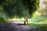 Choosing the Right Pellets to Hunt Squirrels.